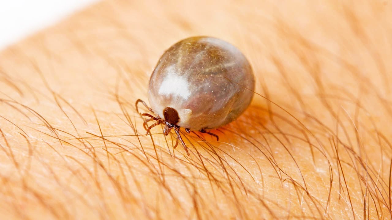 Tick-borne diseases