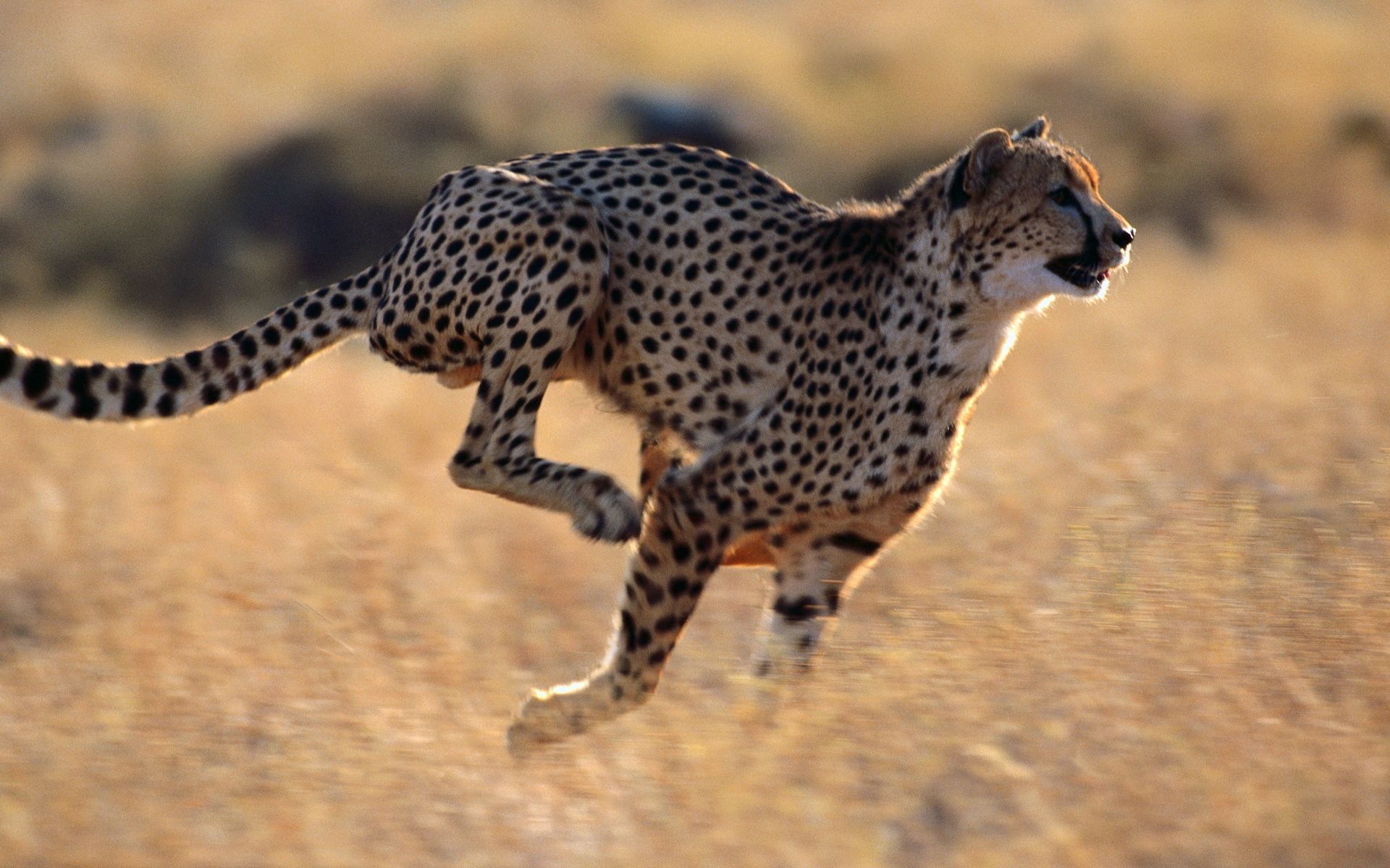  Cheetah
