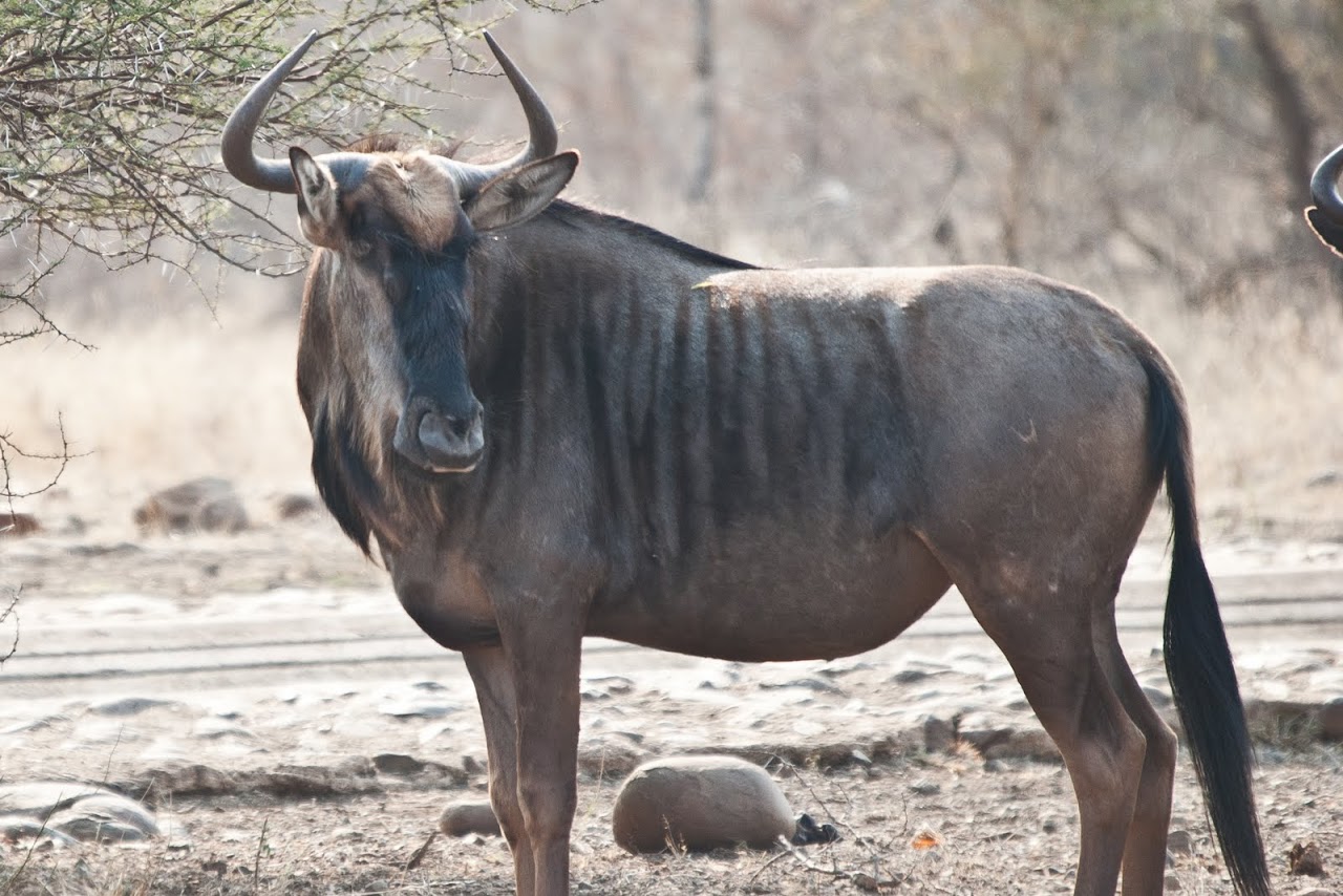  Blue Wildebeest