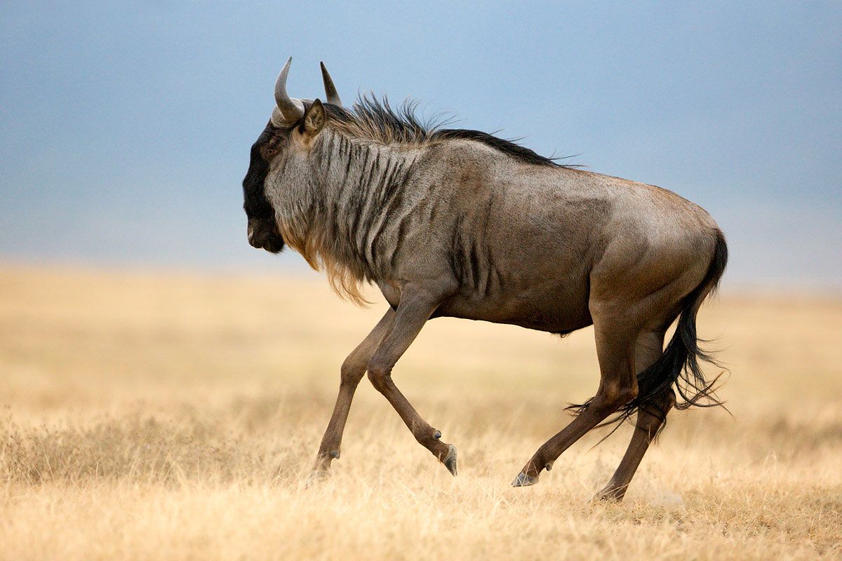  Blue Wildebeest