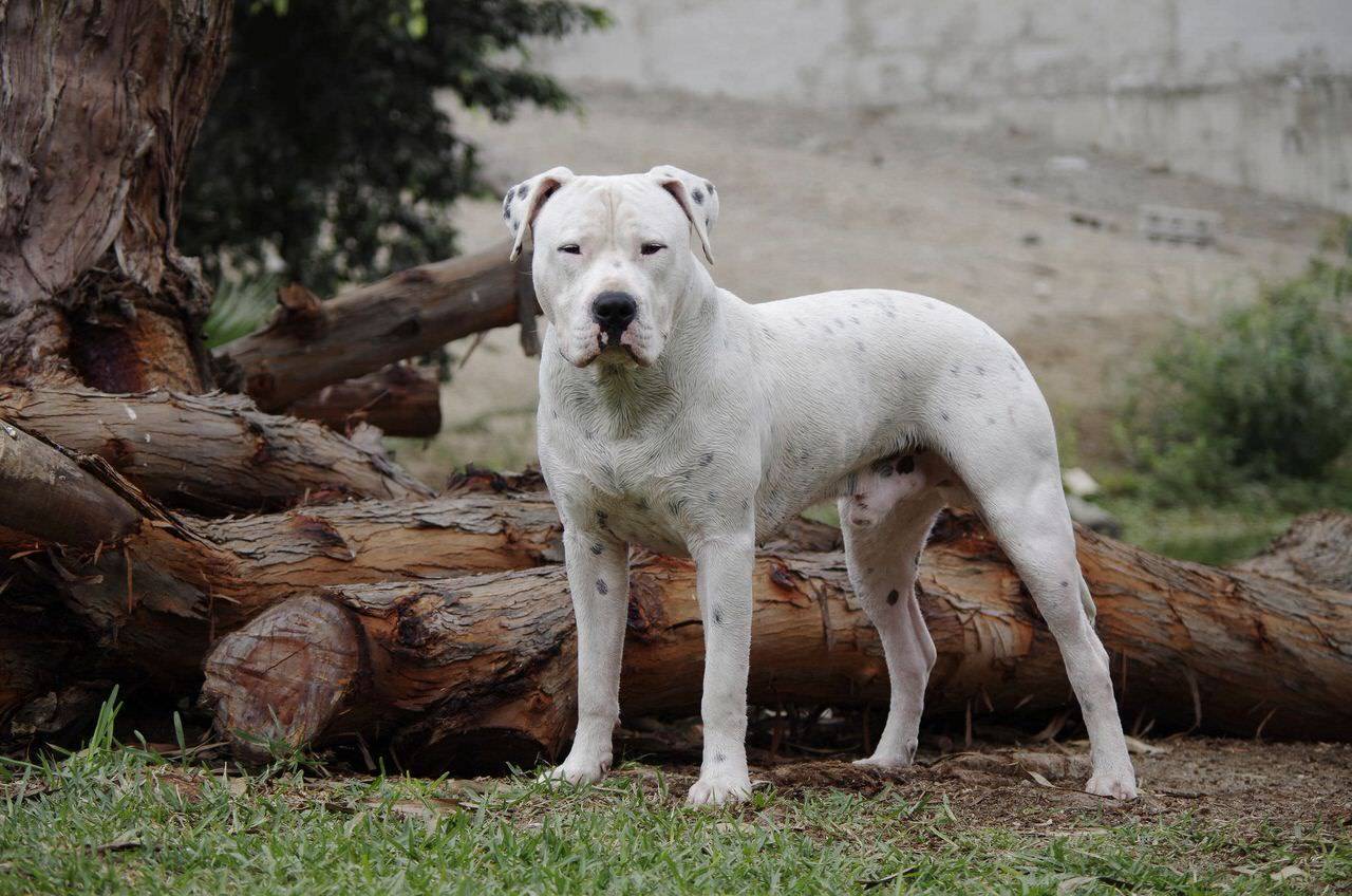  Dogo Argentino