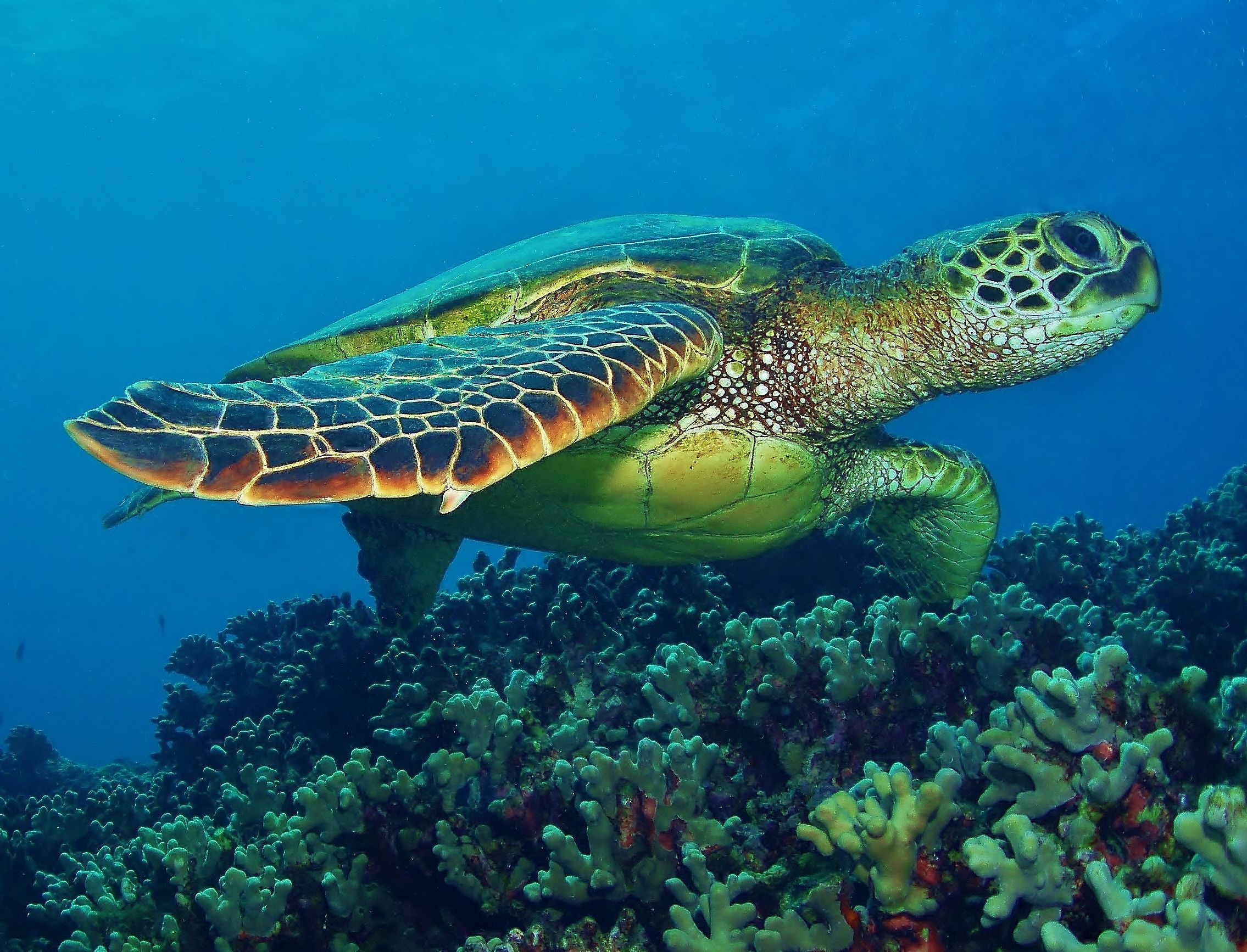 Sea turtles have a commensal relationship with barnacles
