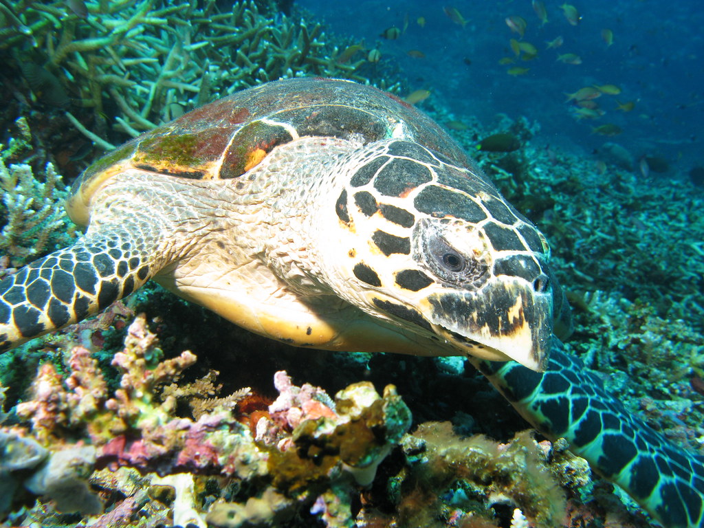 There are seven different species of sea turtles