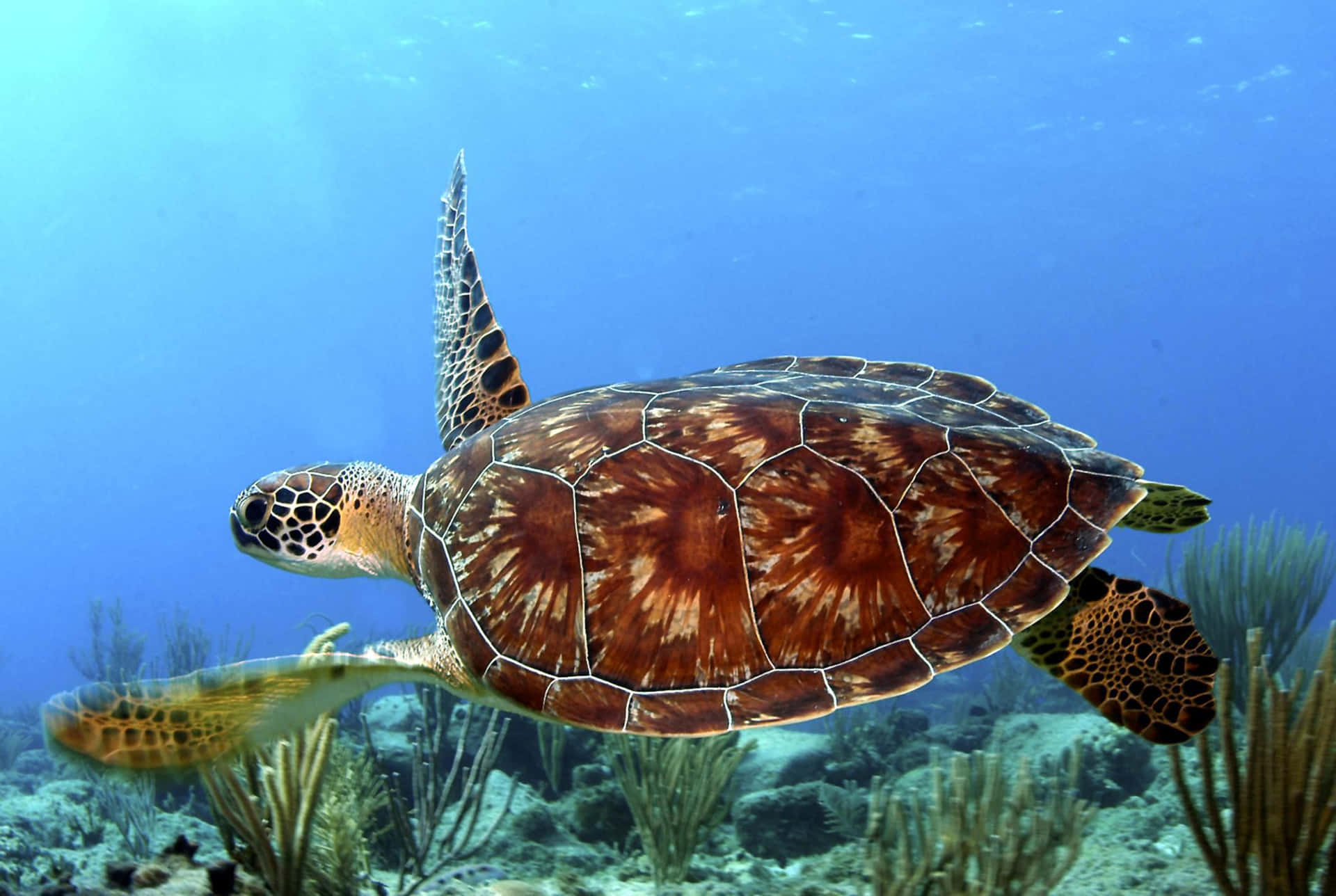 The oldest sea turtle is 120 million years old!