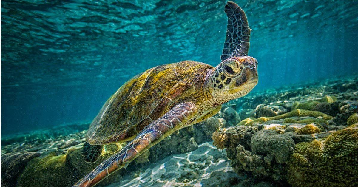 The oldest sea turtle is 120 million years old!