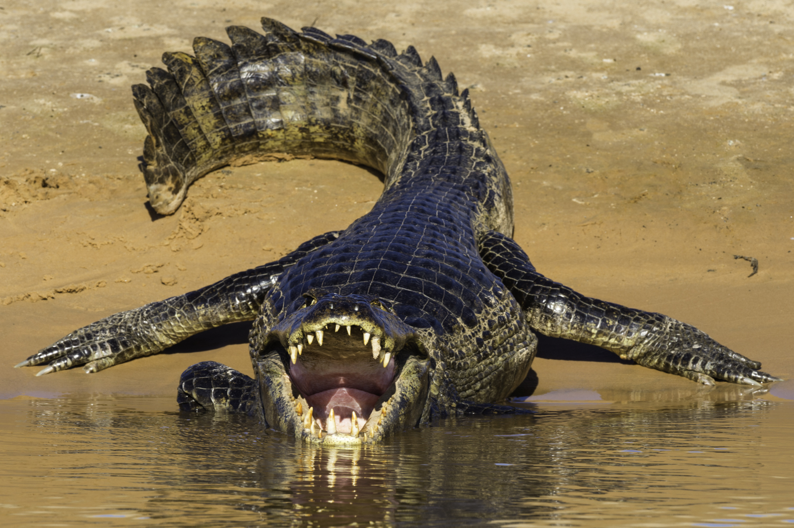  Nile Crocodiles