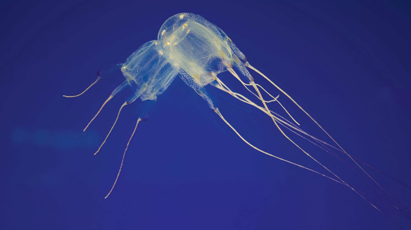  Box Jellyfish