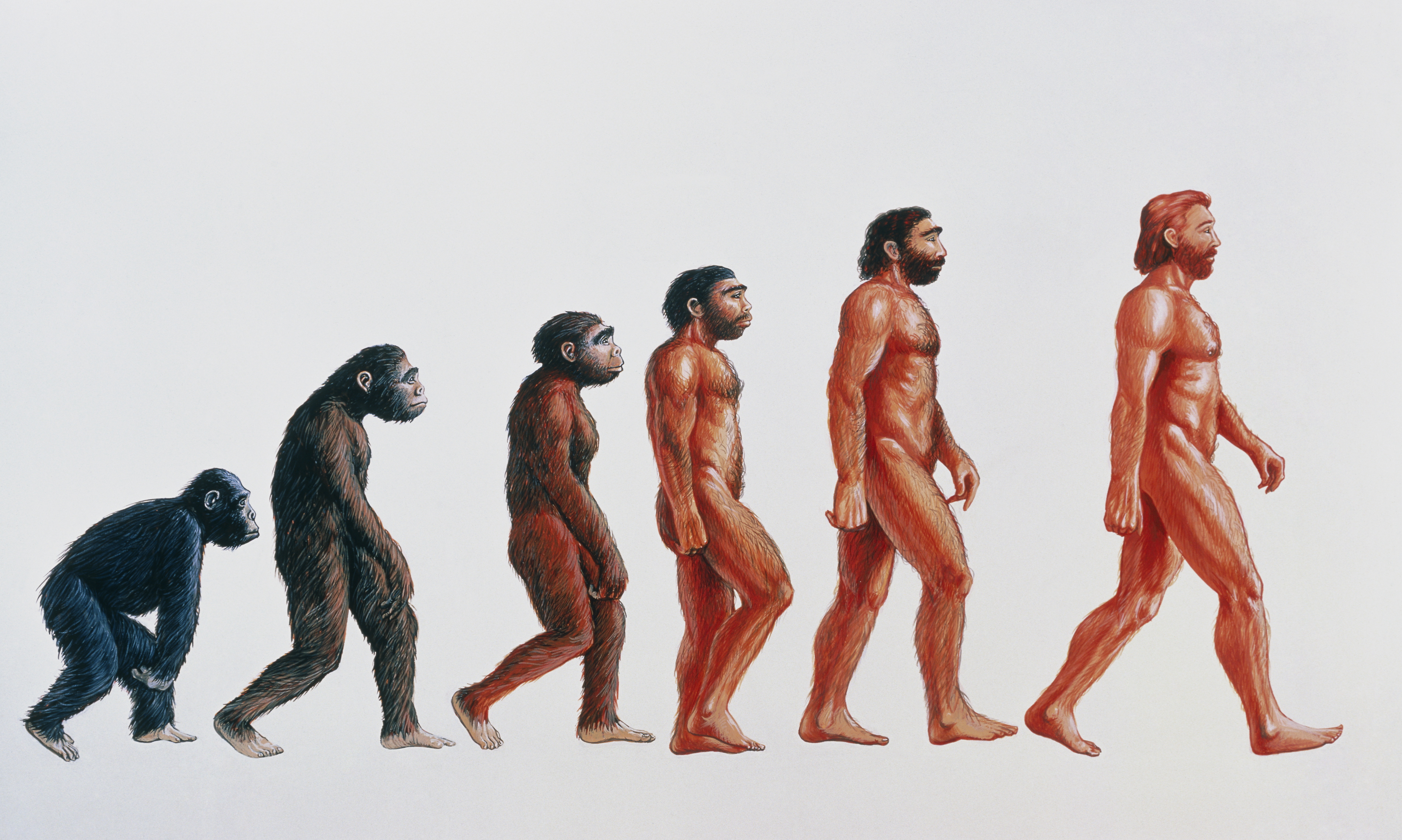 The theory of evolution by natural selection