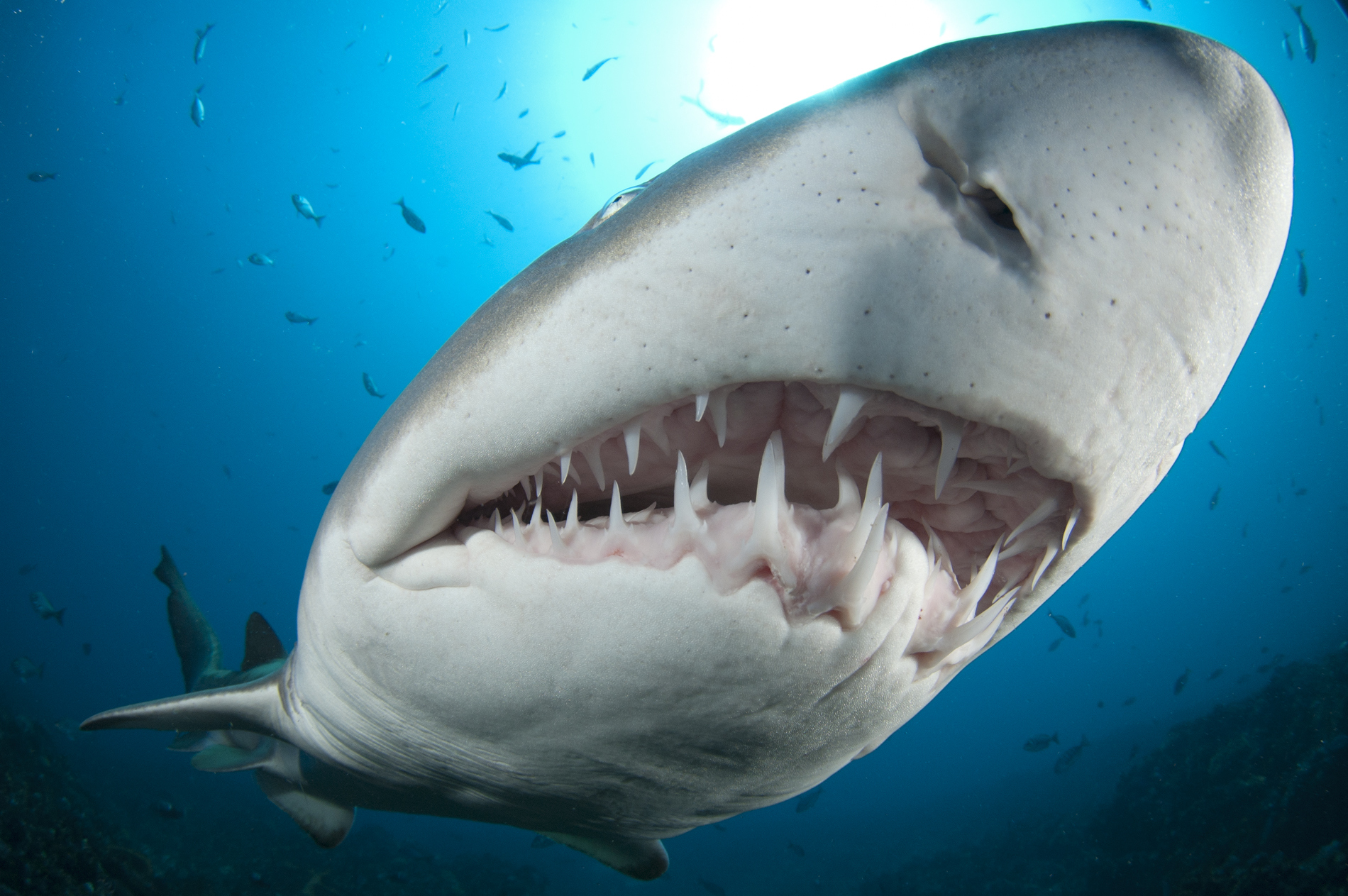 Зубы кошки и зубы акулы. Тигровая Песчаная акула зубы. Серая рифовая акула зубы.