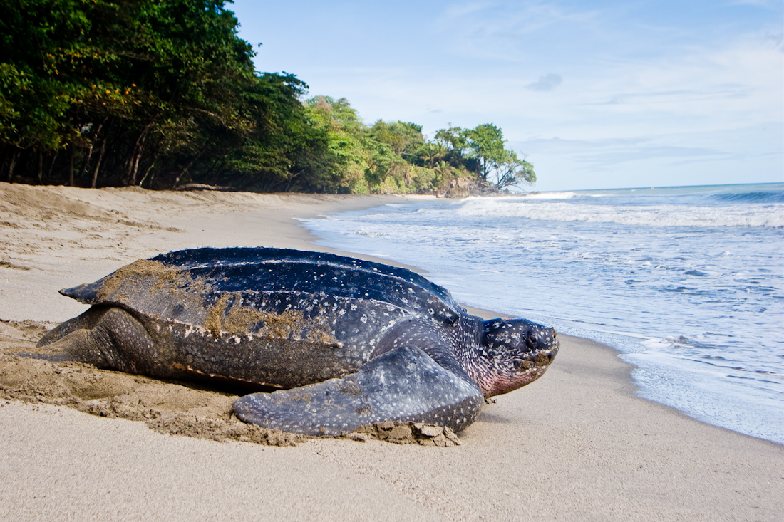 The Leatherback Sea Turtle
