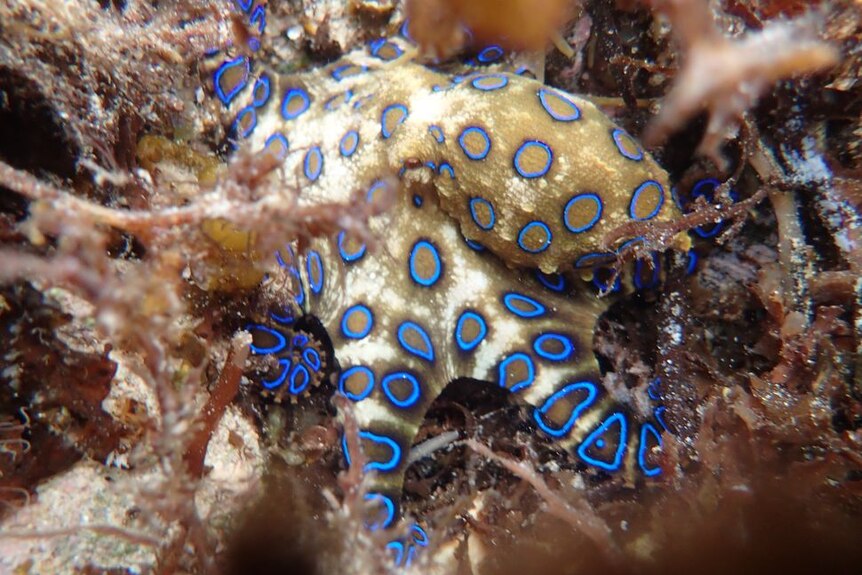The Blue-ringed Octopus