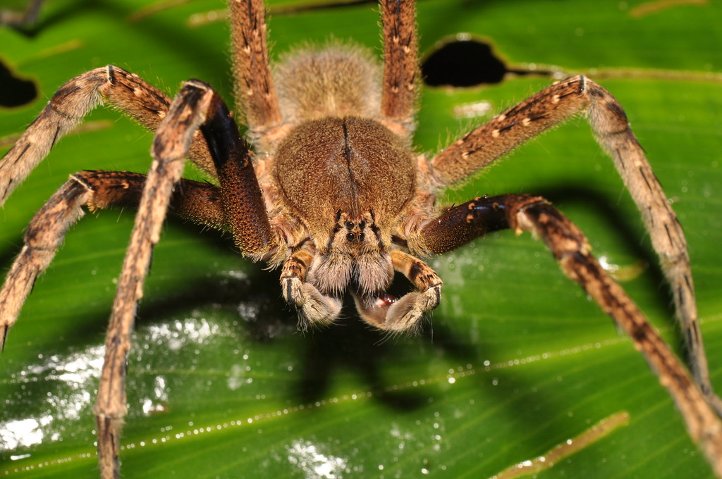 The Brazilian Wandering Spider