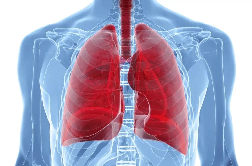 The Right Lung Is 10 Percent Bigger Than the Left One