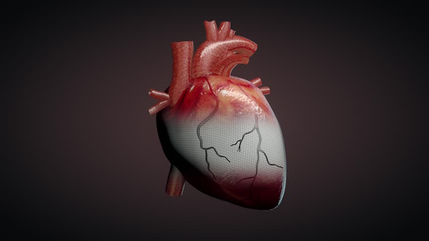 In An Average Lifespan, the Human Heart Beats More Than Three Billion Times