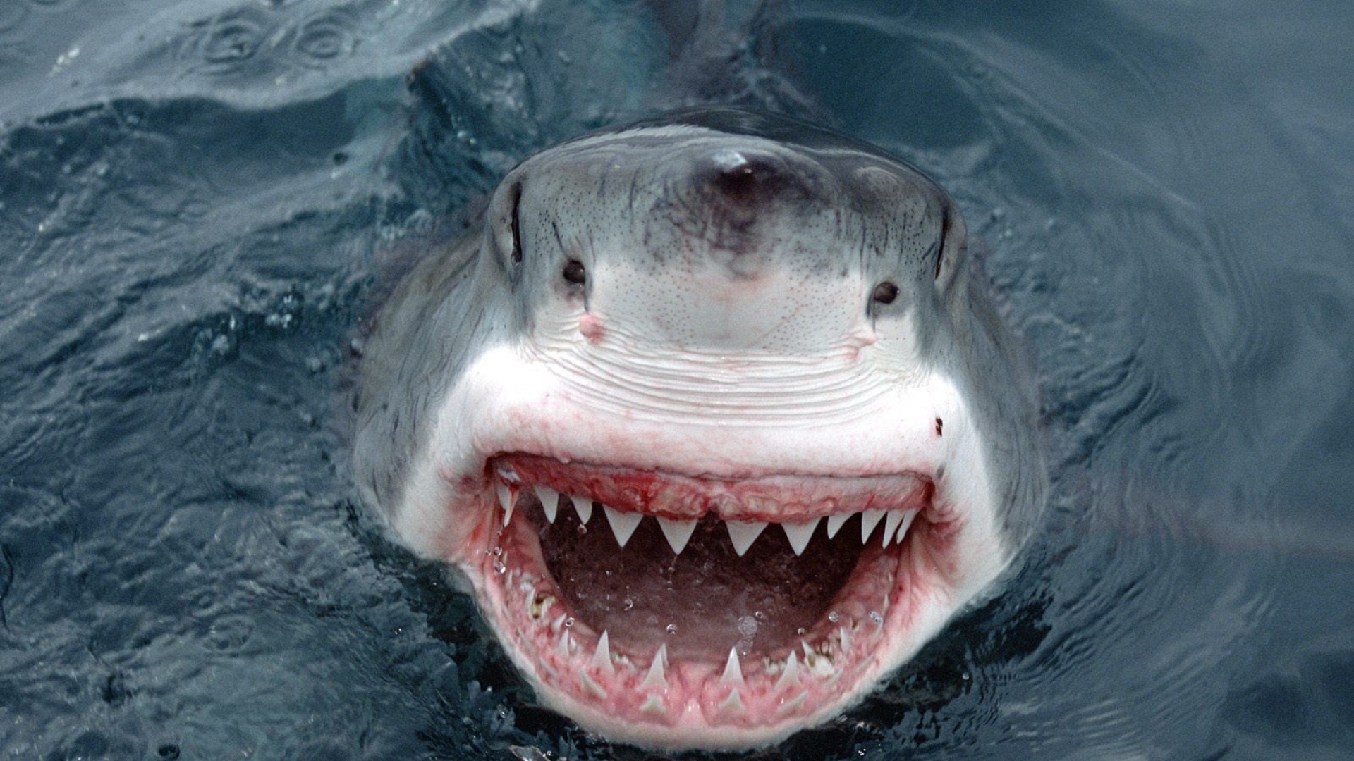  Human Teeth Are As Strong As the Teeth of a Shark