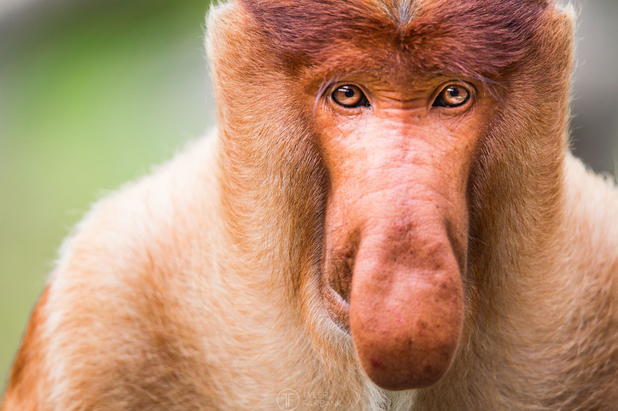 Proboscis Monkey