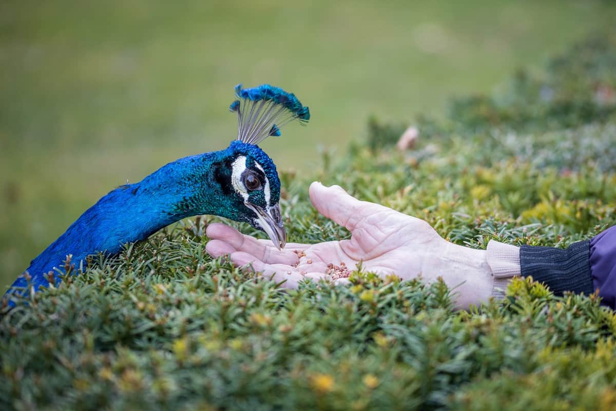 Diet of Peacock