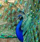 Top 7 interesting facts about peacock