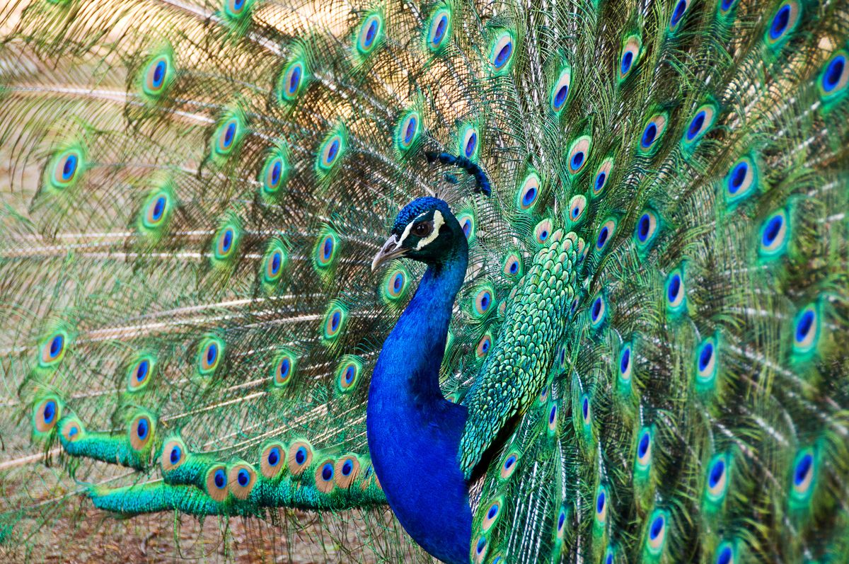 Indian Peacocks do not have green or blue pigments on their feathers